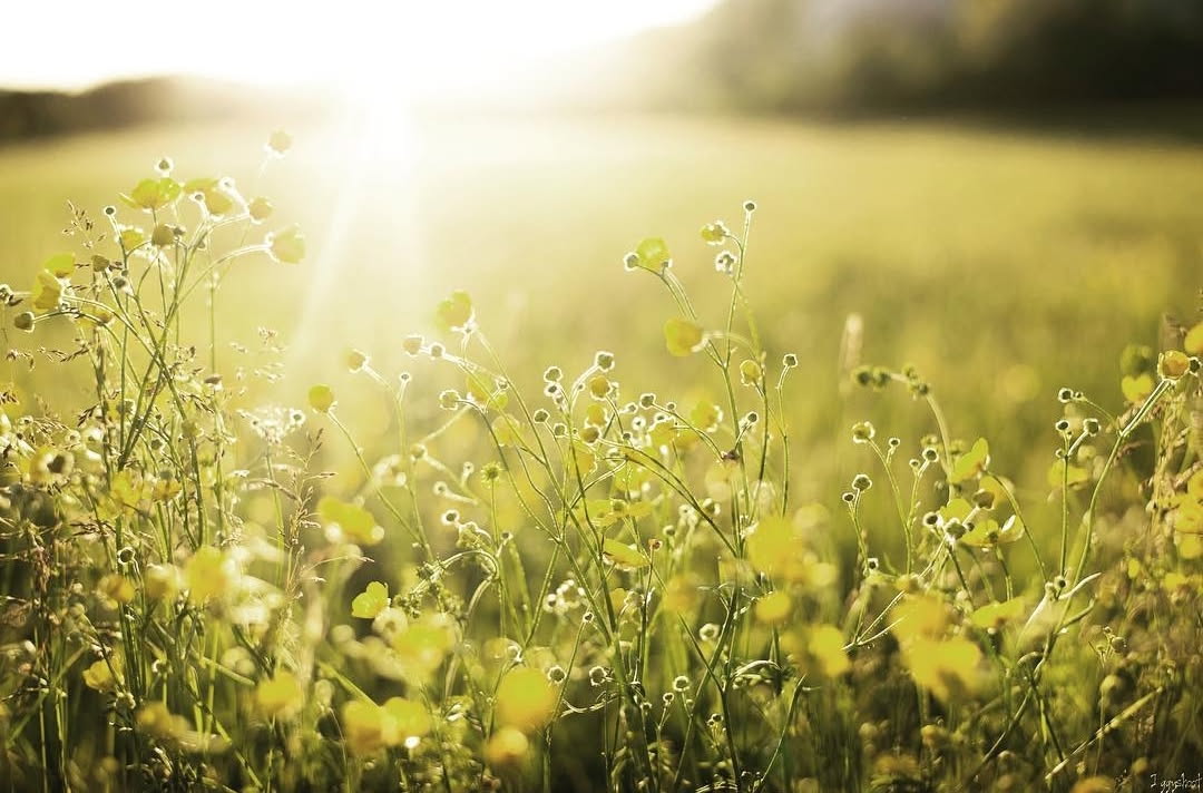 Photo de la nature le matin